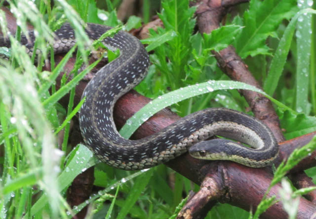 Eastern Garter Snake