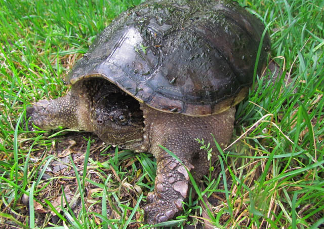 Common Snapping Turtle