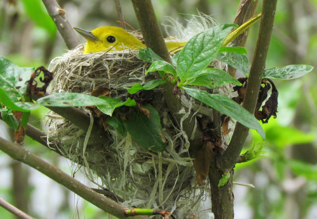 Yellow Warbler