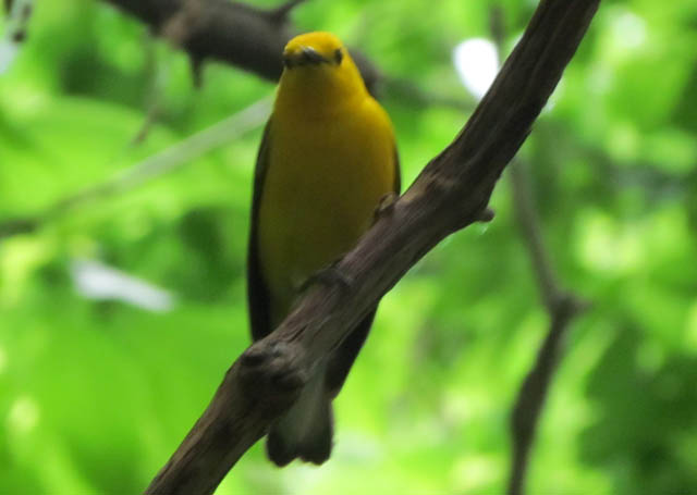 Prothonotary Warbler