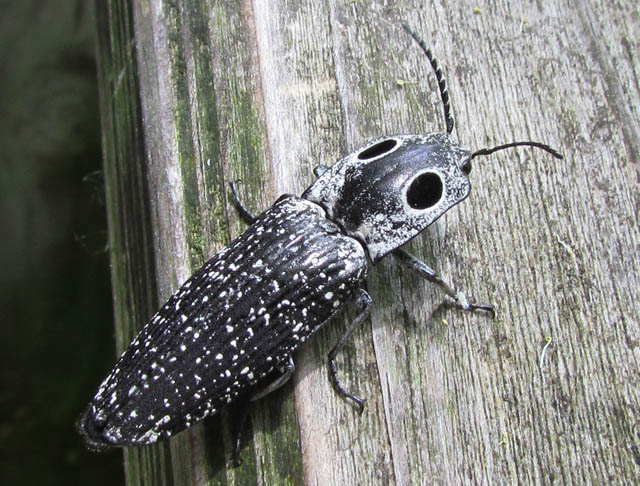 Eyed Click Beetle