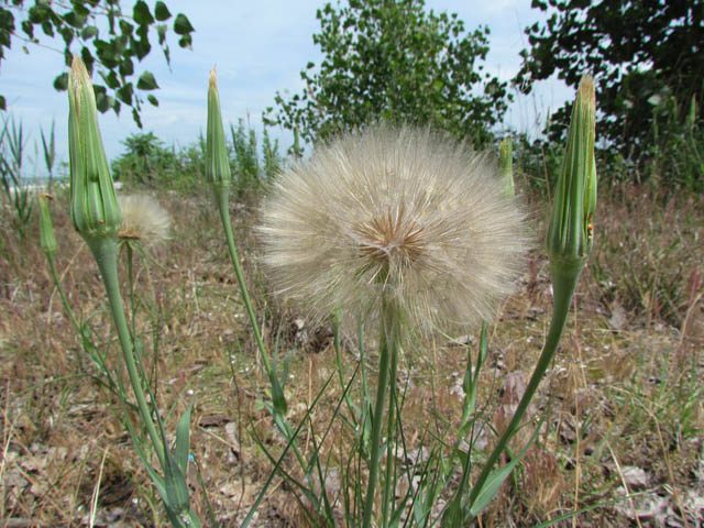 Goat's Beard