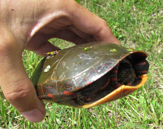 Midland Painted Turtle