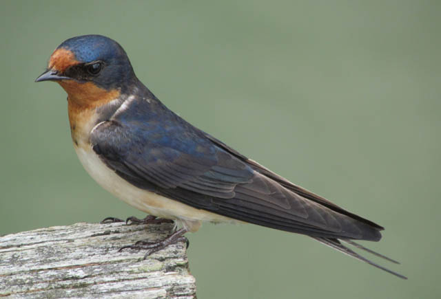 Barn Swallow