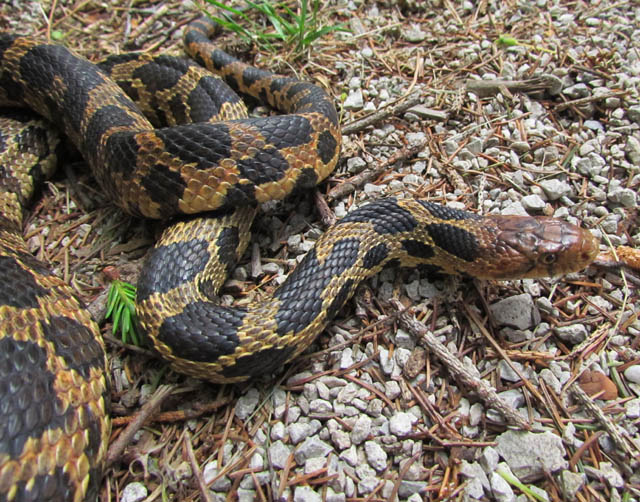 Eastern Fox Snake