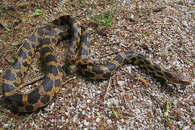 Eastern Fox Snake