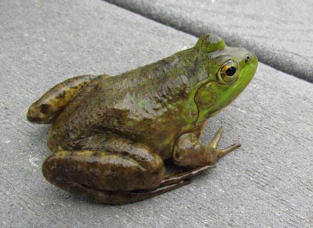 American Bullfrog