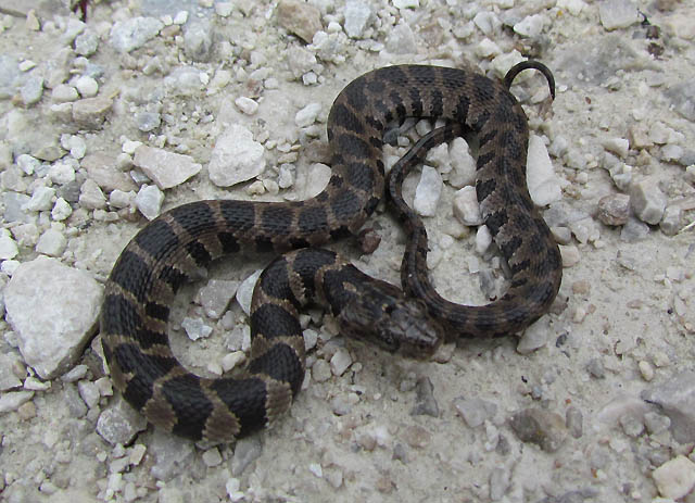 Northern Water Snake