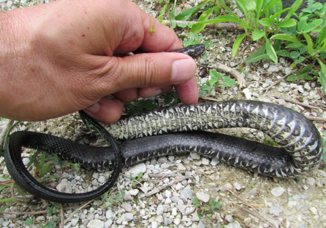 Northern Water Snake