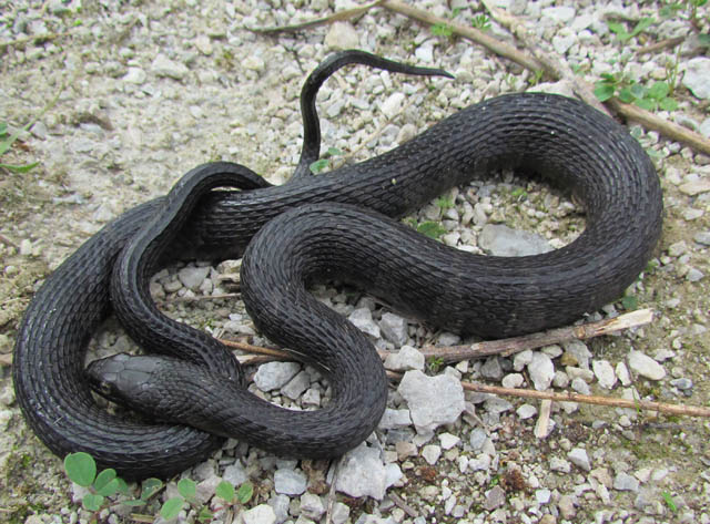 Northern Water Snake