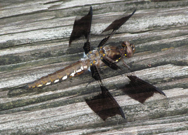 Dragonfly