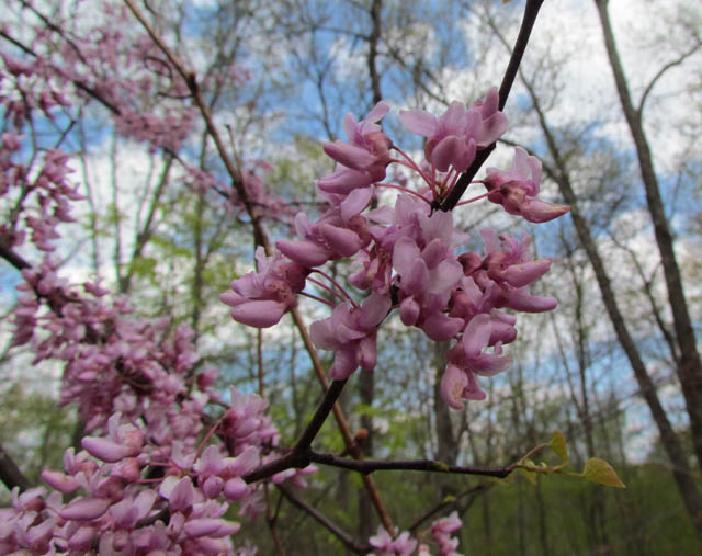 Redbud