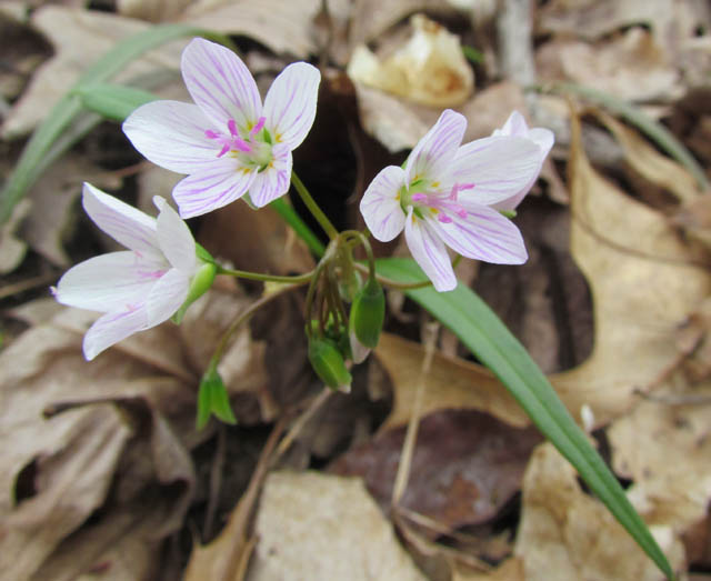 Spring Beauty