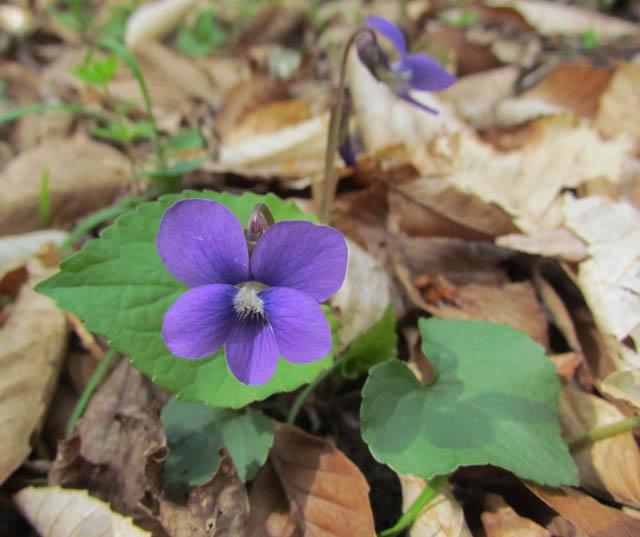 Common Blue Violet