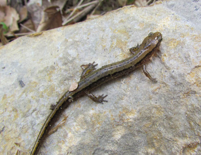 Two-lined Salamander