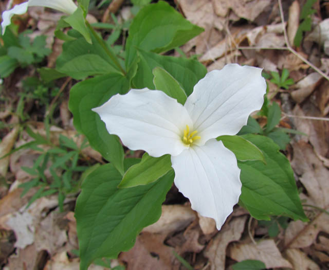 White Trillium