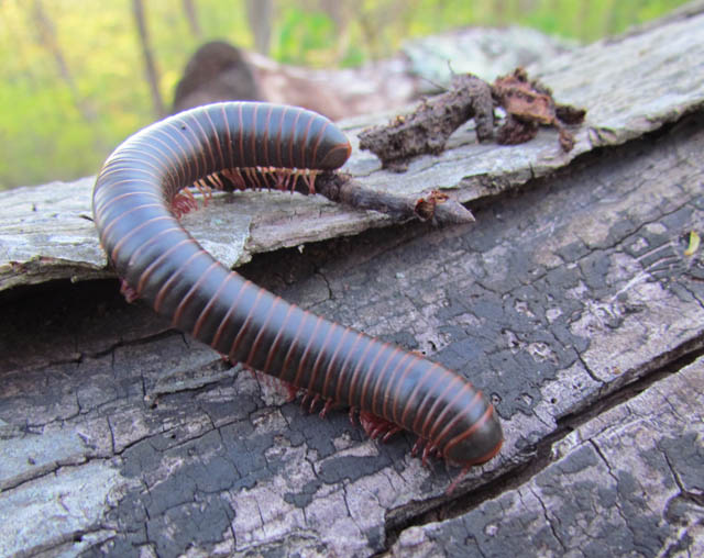 Millipede