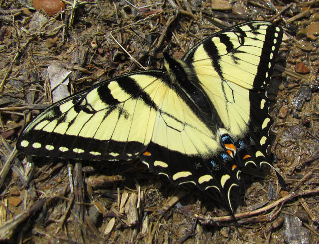 Tiger Swallowtail