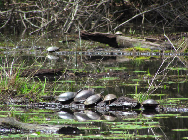 Midland Painted Turtles