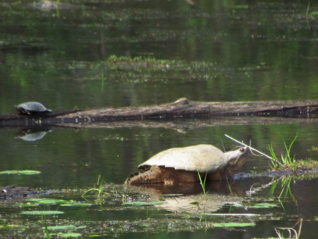 Snapping Turtle