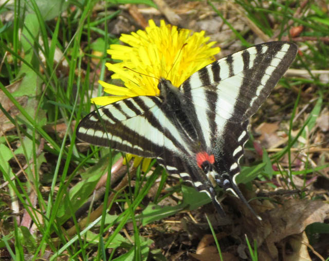 Zebra Swallowtail