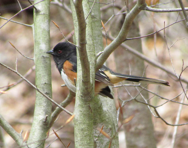 Eastern Towhee