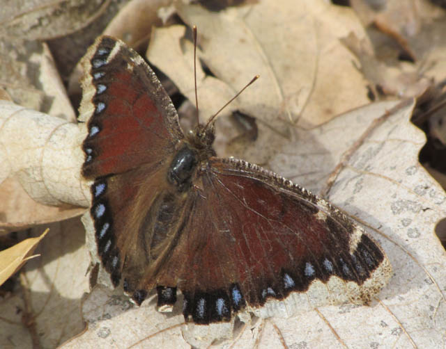 Mourning Cloak