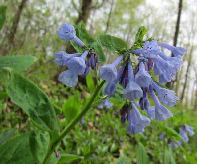 Virginia Bluebells