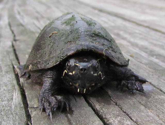 Musk Turtle