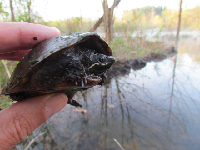 Musk Turtle