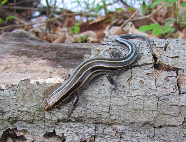 Five-lined Skink