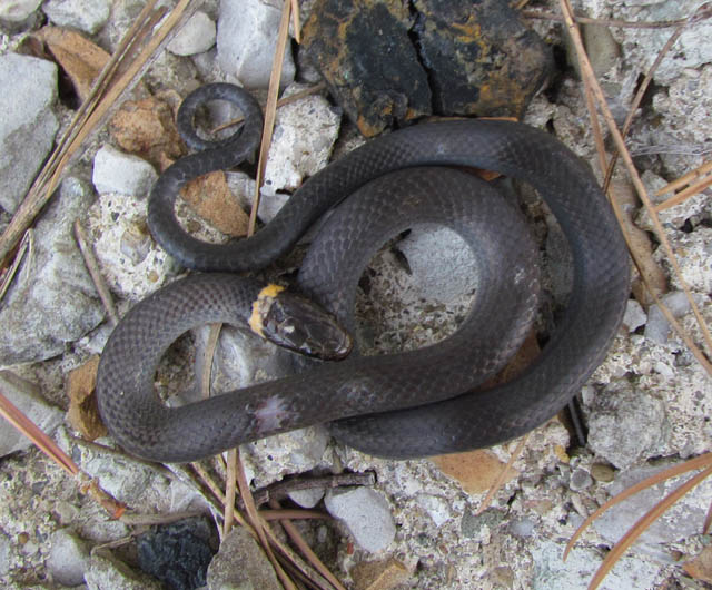 Northern Ringneck Snake