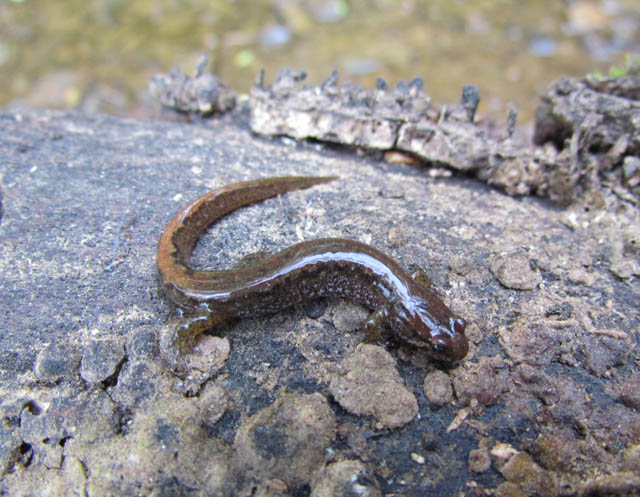 Dusky Salamander