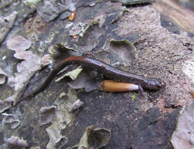 Redback Salamander