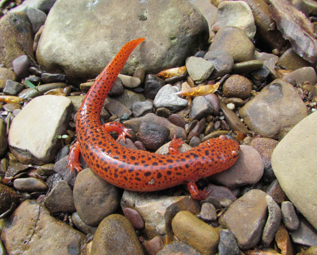 Red Salamander