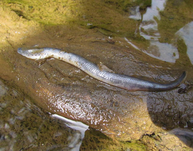 Least Brook Lamprey