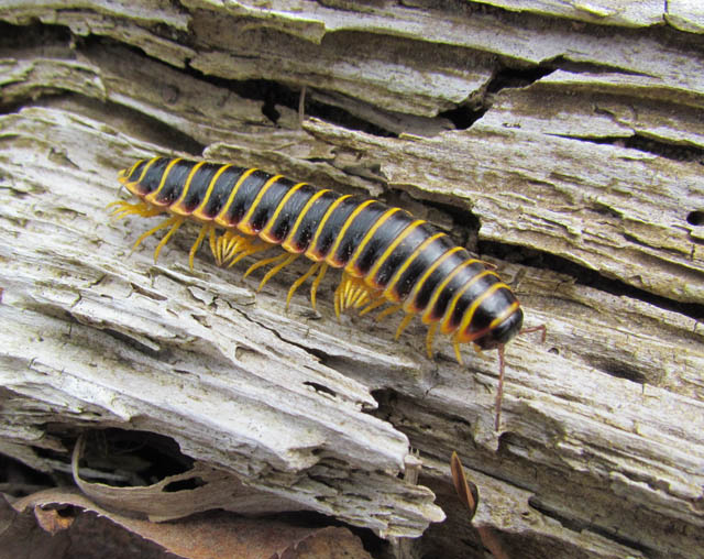 millipede