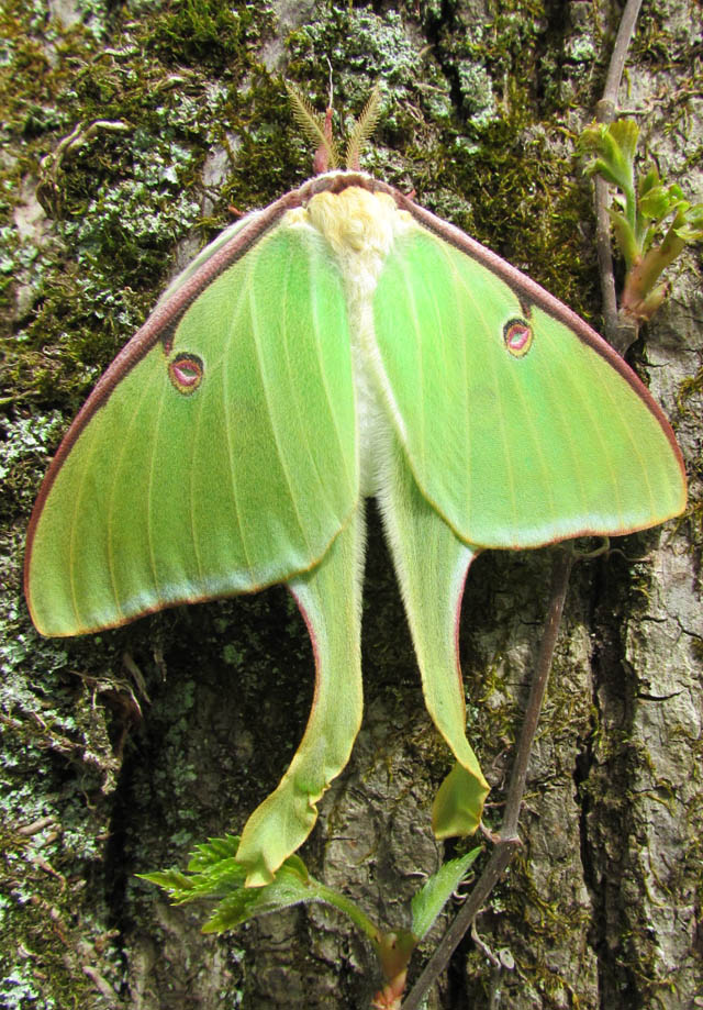 Luna Moth