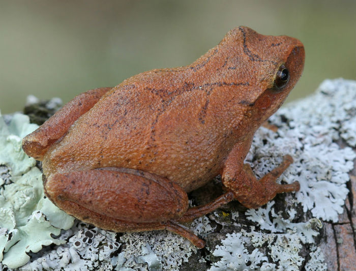 Spring Peeper