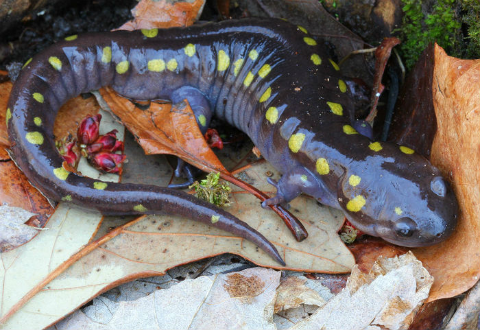 Spotted Salamander