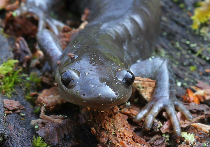 Jefferson's Salamander