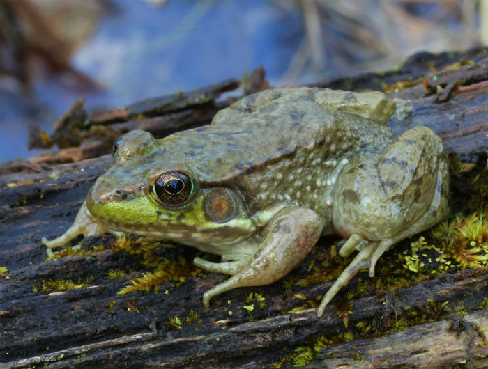 Green Frog