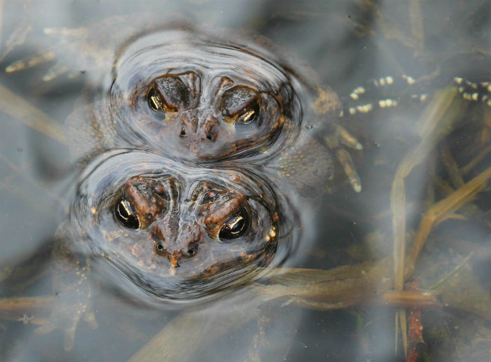 American Toad