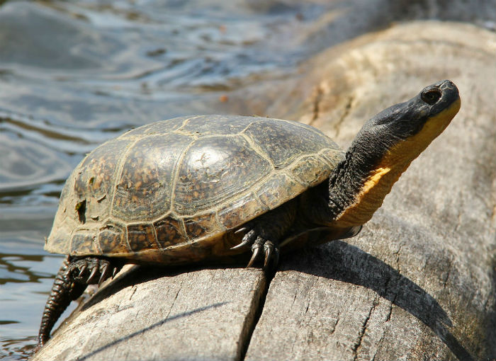 Blanding's Turtle