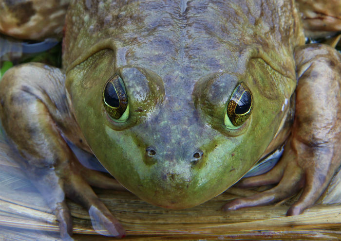 American Bullfrog