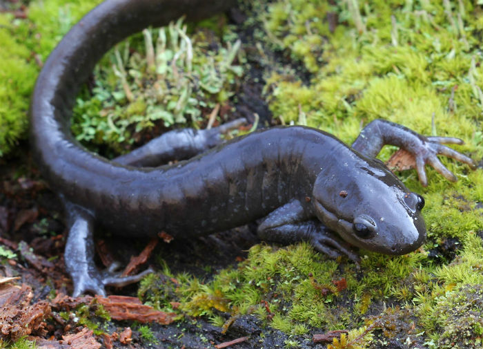 Jefferson's Salamander