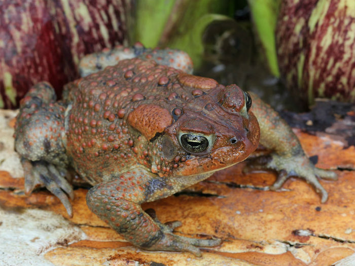 American Toad