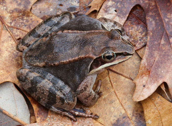 Wood Frog