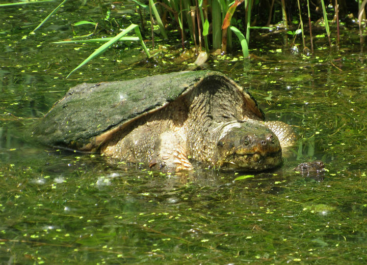 Common Snapping Turtles