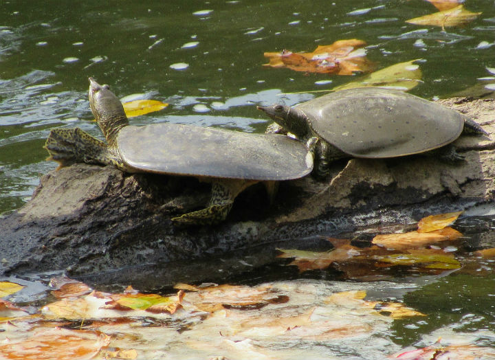 In this photo taken Thursday, May 1, 2014, an unfortunate painted turtle,  sunning itself on a mossy log in Tawawa Lake in Sidney, Ohio appears to  have a fishing lure stuck in